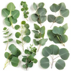 Obraz premium Fresh eucalyptus leaves set isolated, eucalyptus twigs, leaf, branches collection, decorative foliage