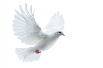Obraz premium Elegant white dove flying gracefully in the sky