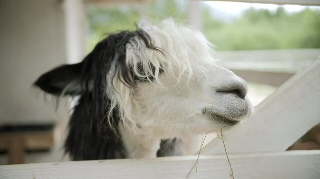 funny alpaca with long wavy bangs looking at camera, petting zoo