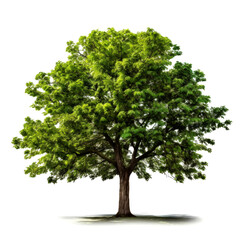Obraz premium Lush green tree isolated on white. (6)