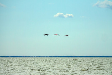 Fototapeta premium Flamingos fly over the lake. Sivash, Arabatskaya strelka, Crimea
