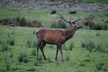Obraz premium Flehmening deer buck in on grassy land