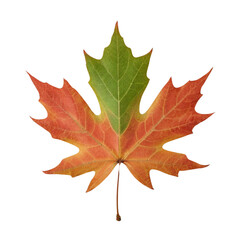 Obraz premium Single maple leaf isolated on a transparent background