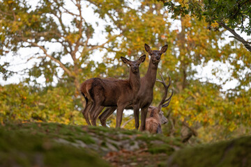 Two deers in autumn forest