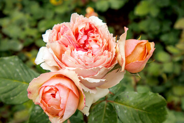 pink rose bouquet  in garden