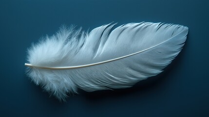 Fototapeta premium white feather, isolated on background 