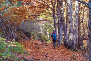 Obraz premium Senior man walking in the autumn forest with colorful trees. Vitosha mountain, ,Bulgaria