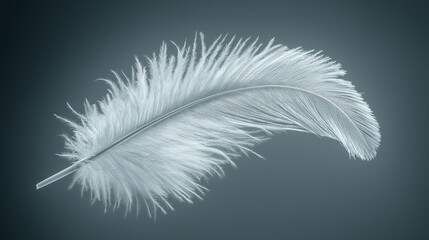 Obraz premium white feather, isolated on background 