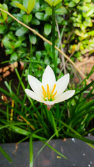 Chocolate flower or Zephyranthes candida blooms white in the garden with a blurred background