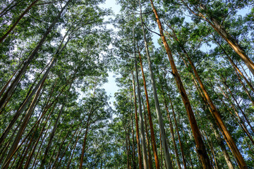 Fototapeta premium green forest