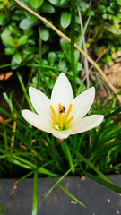 Fototapeta premium Chocolate flower or Zephyranthes candida blooms white in the garden with a blurred background
