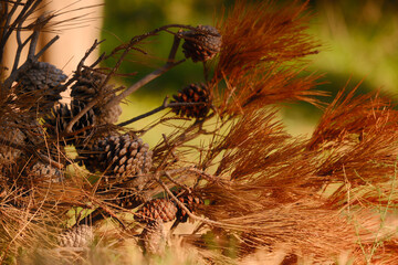 A branch with pine cones and yellowed needles