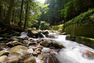 Obraz premium 【新城】春の新緑と渓流の風景