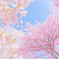 Low angle view of cherry blossoms against a blue sky.