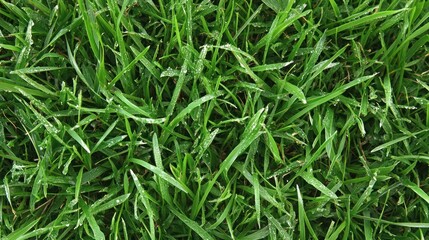Dew-Kissed Grass: A Lush Green Meadow