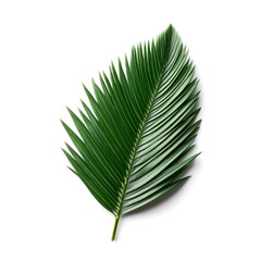 Obraz premium Single green palm frond isolated on white.