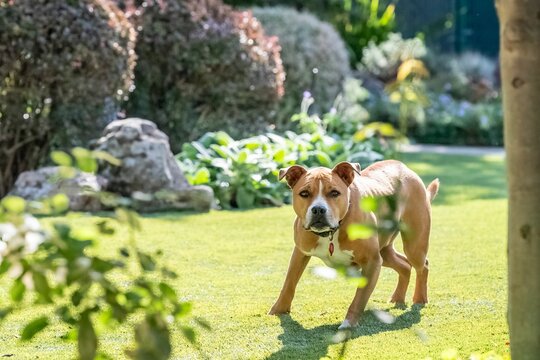 Staffordshire Terrier in attack stance with hackles up guarding home and staring down camera