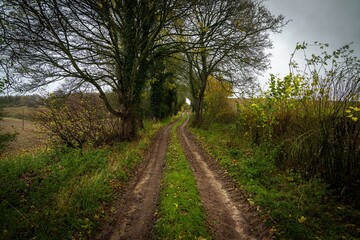 Fototapeta premium Grassy track leading through trees in autumn landscape