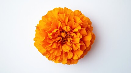 A single vibrant orange marigold flower blooms