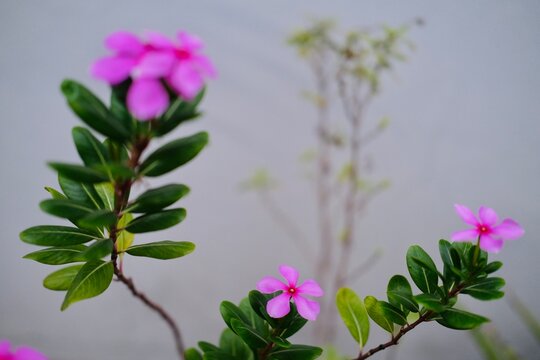 Madagascar Periwinkle, Noyon tara flower with gray wall bokeh background 
