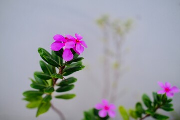 Madagascar Periwinkle, Noyon tara flower with bokeh background 