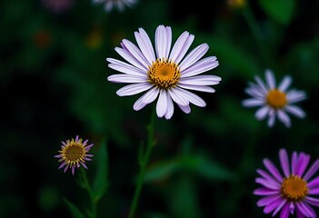 Obraz premium Beautiful Pictures of Natural Flowers