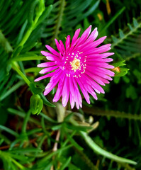 Obraz premium Ice Plant (Delosperma)