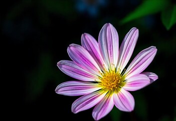 Fototapeta premium Beautiful pictures of flowers with nature