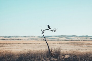 A solitary bird perched on a barren branch against a vast blue sky and rolling hills, highlighting the beauty of nature&rsquo;s simplicity and tranquility in the landscape.