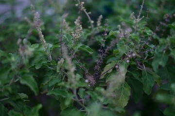 Holy Basil leaf and flower close shot