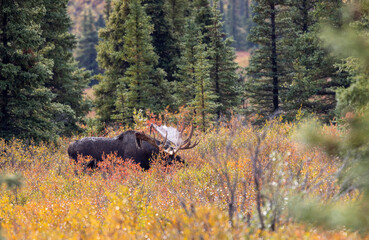Alaska Yukon Bull Moose in Autumn in Denali National Park Alaska