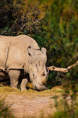 Fototapeta premium Two majestic white rhinos rest and graze in the savannah, showcasing their power and grace. A tranquil moment in their natural habitat, emphasizing conservation efforts for these endangered giants