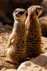 Two meerkats stand side by side, gazing attentively, their fur glowing in the sunlight. A moment of alertness and camaraderie, showcasing the charm and curiosity of these social desert animals