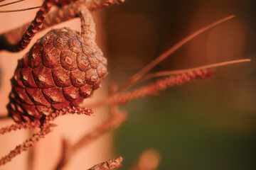 A pine cone is hanging from a tree branch