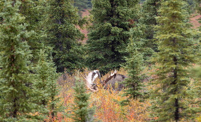Alaska Yukon Bull Moose in Autumn in Denali National Park Alaska