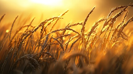 Naklejka premium ears of rice grain sunlight concept. Golden wheat in warm sunlight