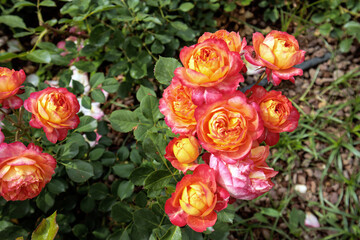 red and yellow bouquet of roses