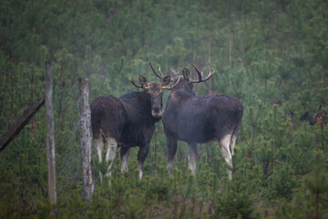 Obraz premium Mammals male two bulls Moose ( Alces alces ) North part of Poland, Europe dark foggy morning in autumn young pine forest