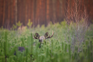 Obraz premium Mammals male bull Moose ( Alces alces ) North part of Poland, Europe dark foggy morning in autumn young pine forest