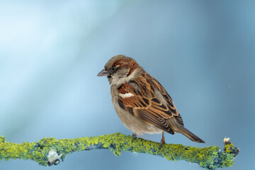 Bird - male House sparrow Passer domesticus sitting on the branch, winter time blue background Poland Europe