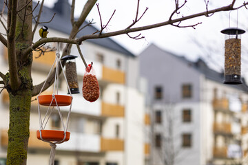 Tit bird perched on a tree branch near hanging feeders with seeds, peanuts, and terracotta bowls in an urban garden setting on a cloudy day. Wildlife care, birdwatching and eco-friendly living