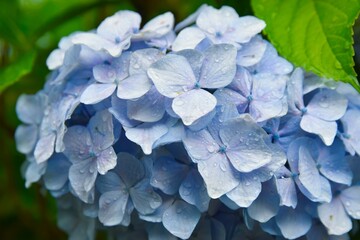 淡いブルーの紫陽花が雨あがりにそっと咲く
