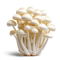 A cluster of fresh white mushrooms, featuring smooth, rounded caps and long stems, isolated on a white background, showcasing their delicate texture and natural beauty.