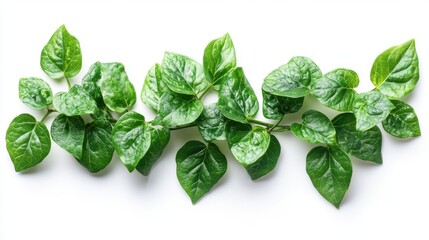 Fototapeta premium a green vine with leaves