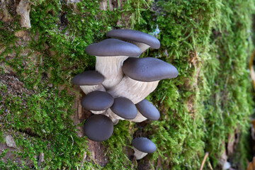 Pleurotus ostreatus mushroom on the oak tree. Known as Oyster Mushroom. Cluster of edible mushrooms in deciduous forest.