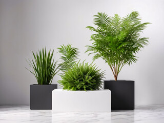 Fototapeta premium Three potted plants on a white cube against a white wall.