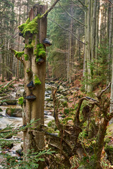 Karkonosze, stare drzewo porośnięte mchem i grzybami, Karkonoski Park Narodowy, szlaki turystyczne - obrazy, fototapety, plakaty