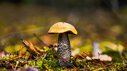 Fototapeta premium mushrooms in the forest nice background edible mushroom bolete mushroom 