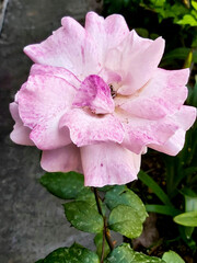 wilted pink rose