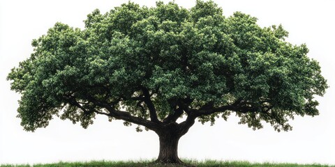 Lush, green tree isolated on white background.